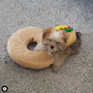 Meet your Posher, Ethan